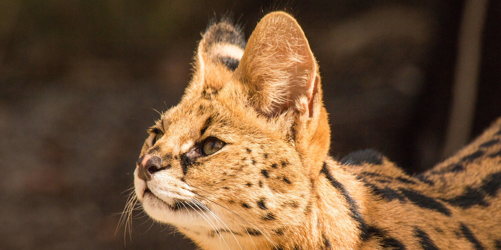 A serval looks upwards, facing side on to the camera. It has large ears and green eyes.