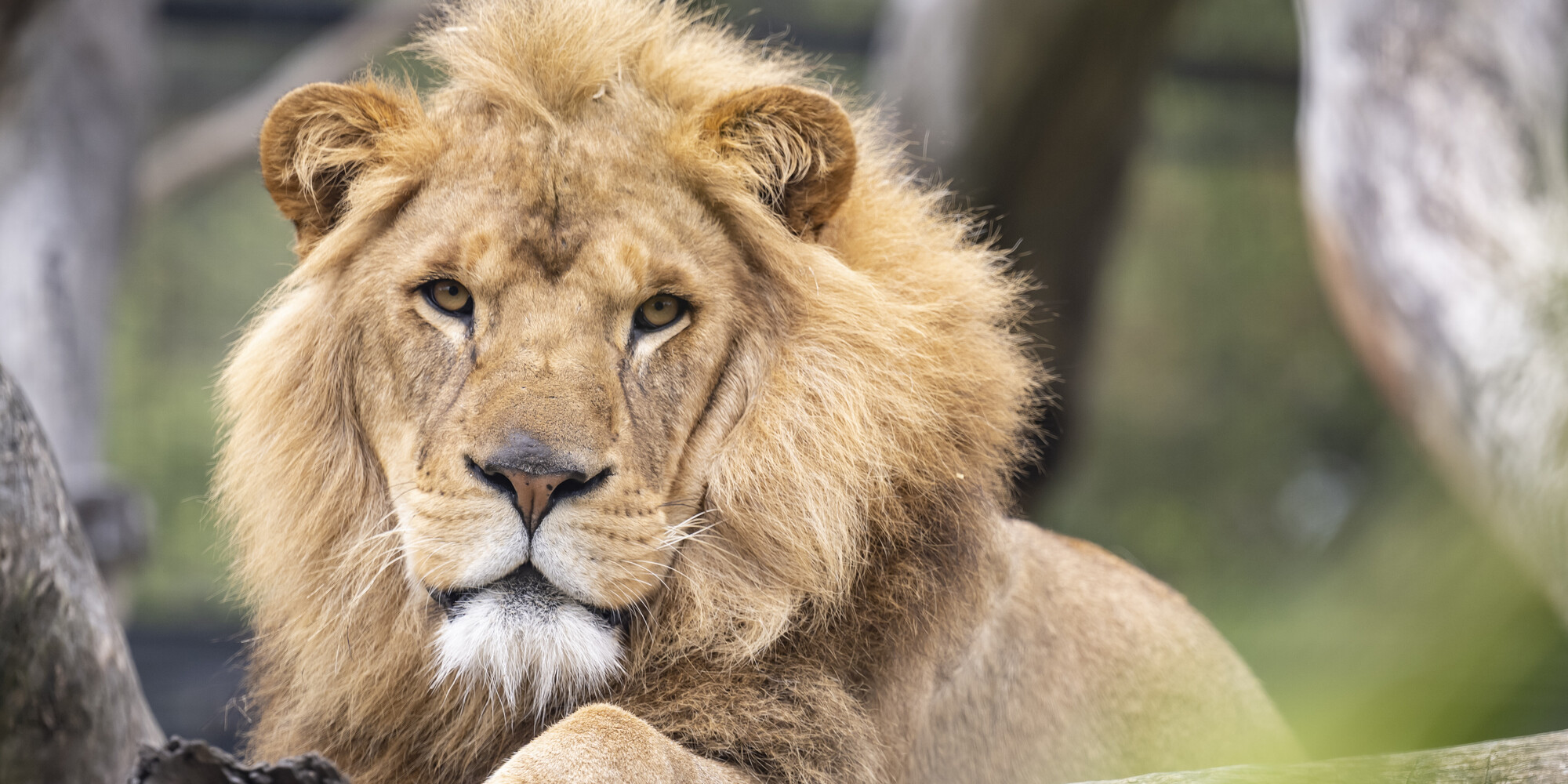 Close up of a male Lion lying down, looking directly straight.