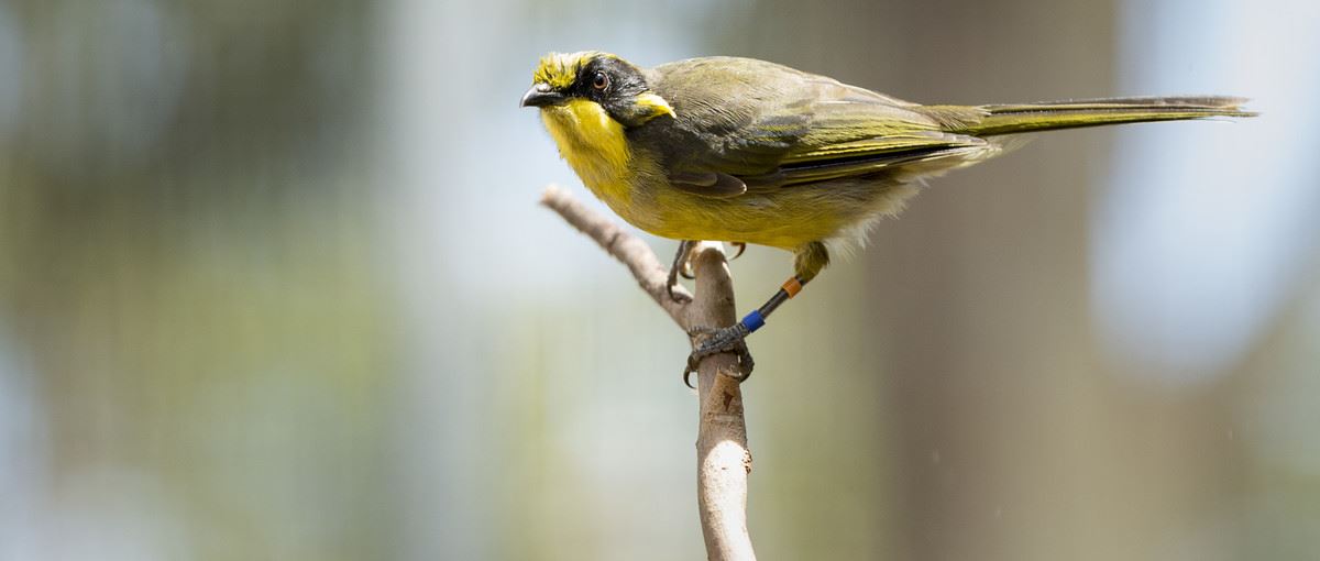 Juvenile Helmeted Honeyeater perching on a tree branch. It is a striking yellow colour with black and olive. 