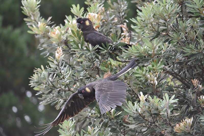 Two Yellow-tailed Black-cockatoos perched in a native tree, one is starting to fly off
