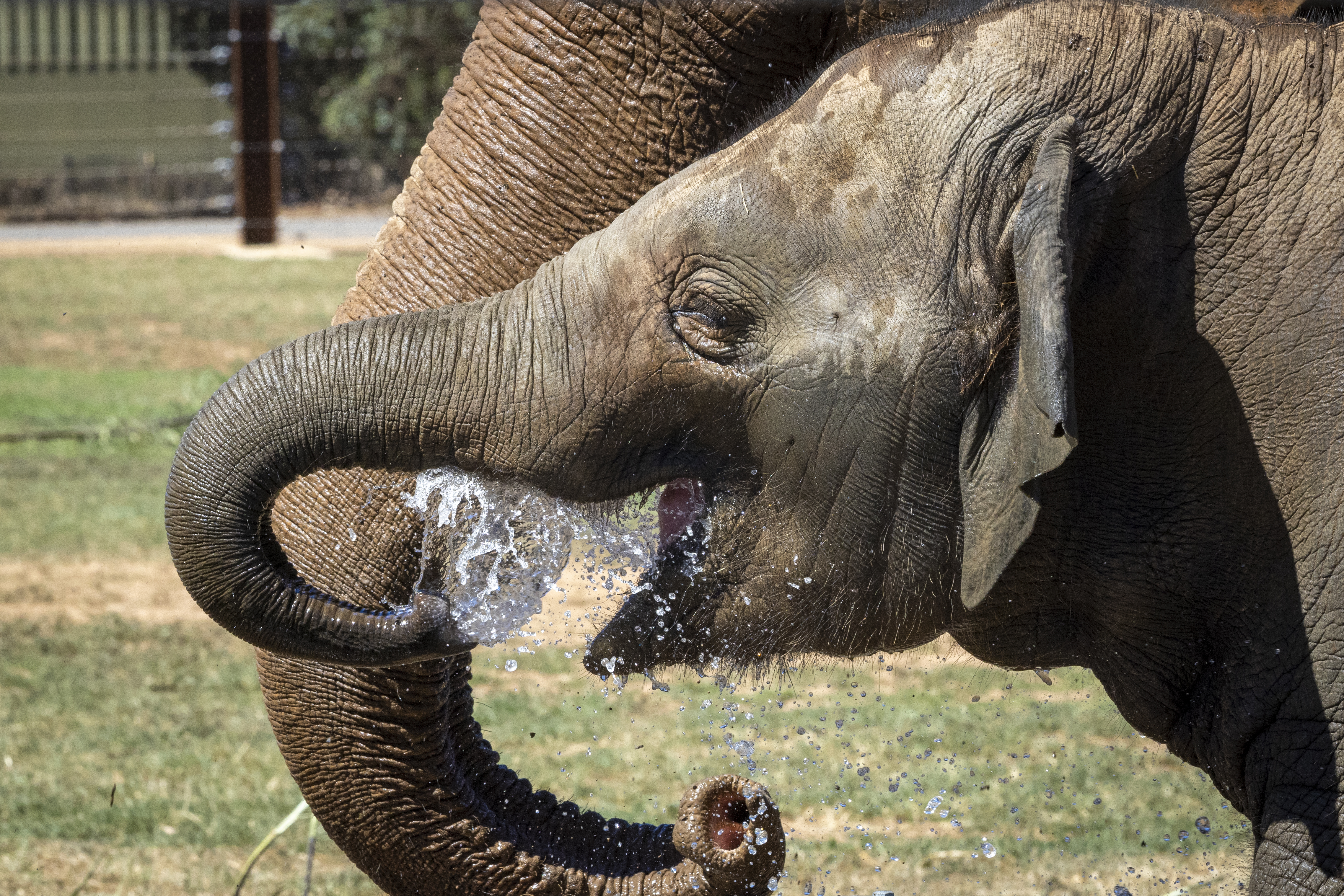 Family of two Elephants at the New Trail of the Elephants, drinking water.