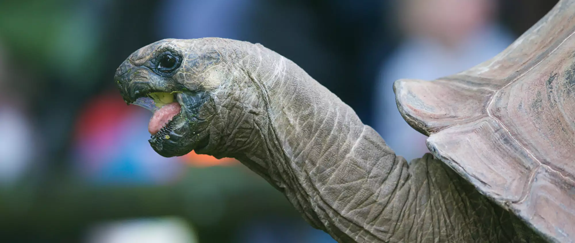7624 Giant Tortoise Melbourne Zoo