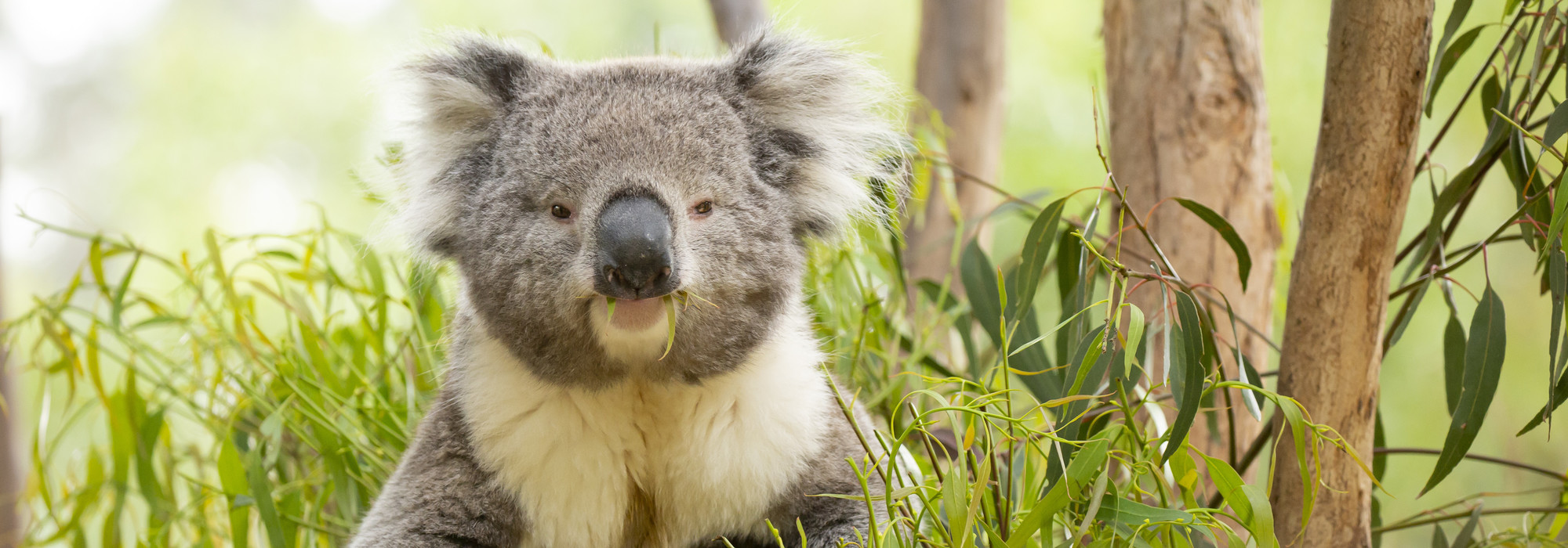 Koala sitting in a tree enjoying eucalyptus leaves, looking at the camera.