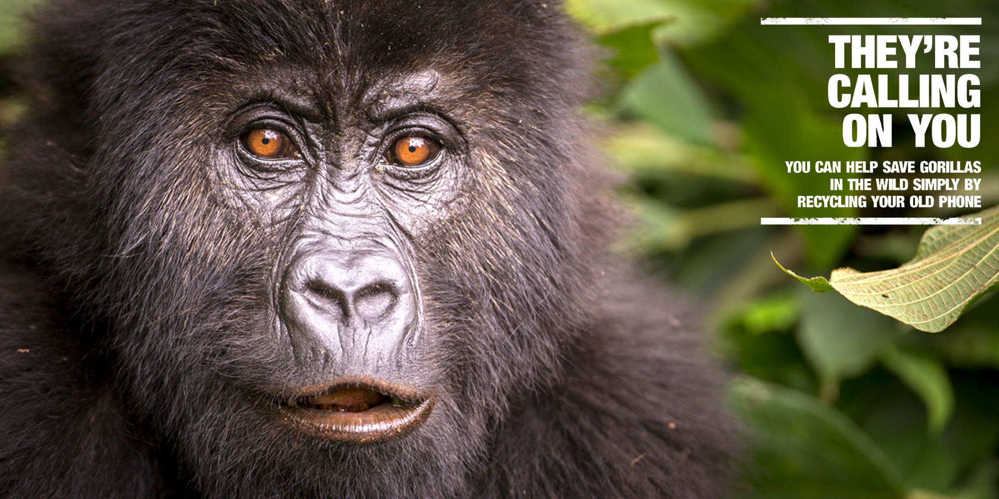 "They're Calling On You, you can help save Gorillas in the wild simply by recycling your old phone"; the Gorilla is facing the camera, with the slogan text to the right.