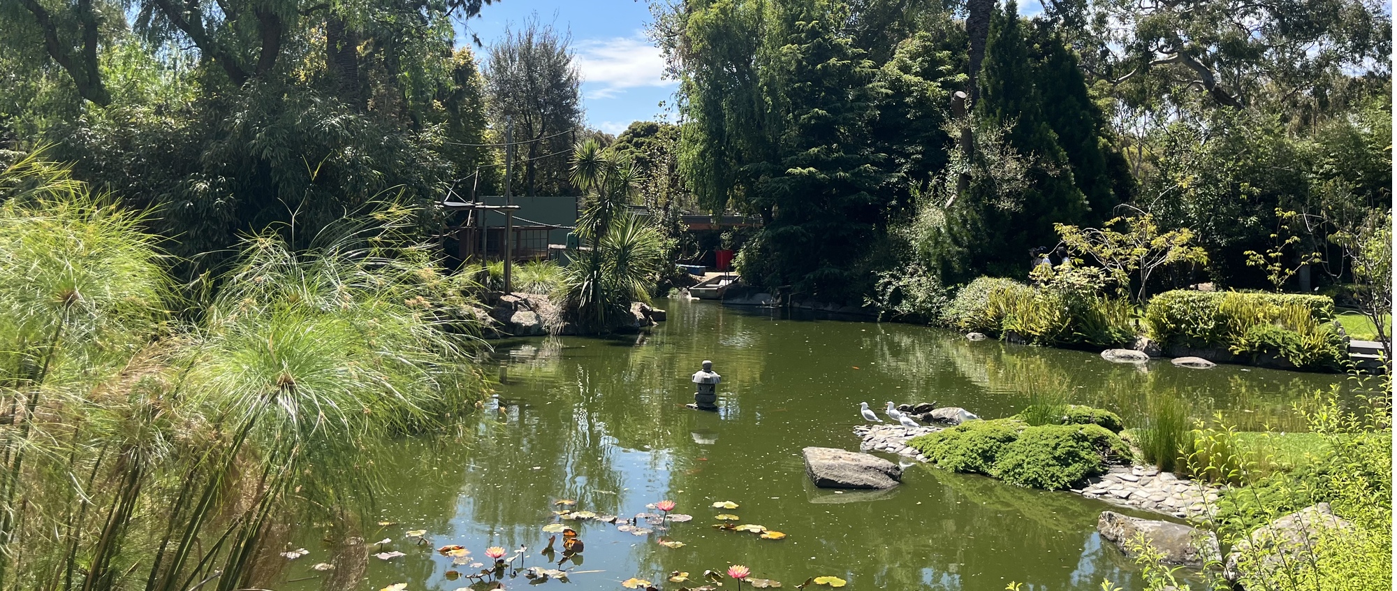 View of Melbourne Zoo's Koi Pond and Japanese Gardens.
