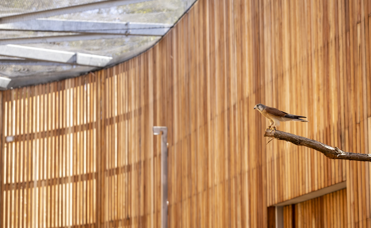 Test flights in Newly Built Raptor Rehabilitation Centre