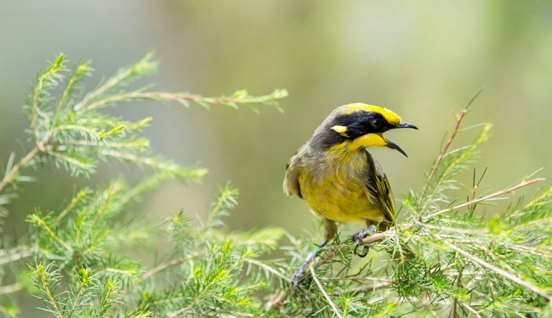 A Helmeted Honeyeater perching on a ferny branch with its head facing right and its beak open
