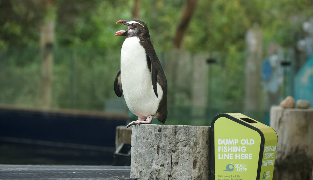 A Fiordland Penguin perched on a wooden post with open beak, next to a "Seal the Loop" bin for old fishing line.