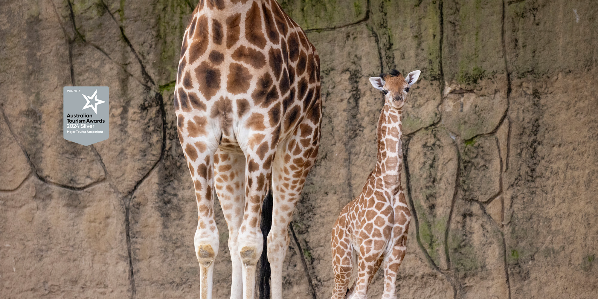 "Australian Tourism Awards, Two-thousand Twenty-four Silver, Major Tourist Attractions": Two Giraffes, the younger calf (Tambi) standing on the right, next to an adult on the left, against the grey enclosure wall.