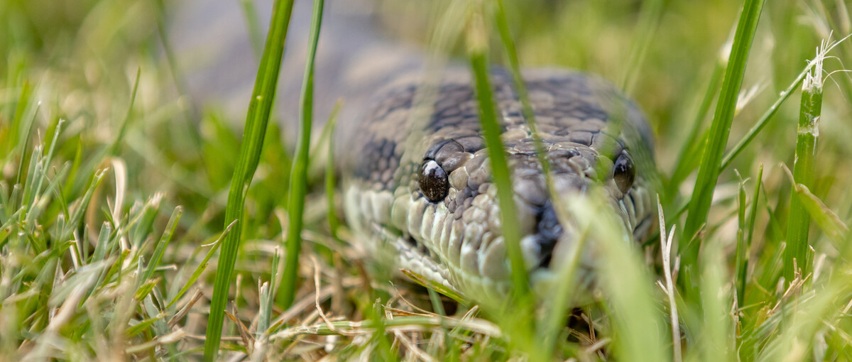The Coastal Carpet Python Close Up Facing Camera
