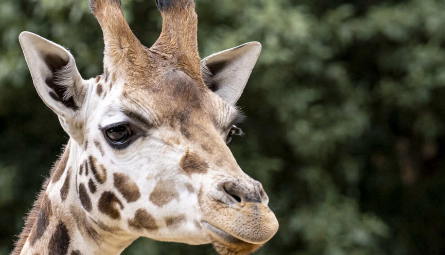 A Giraffe, with a long neck, brown spots, and dark eyes, looking right into the distance.