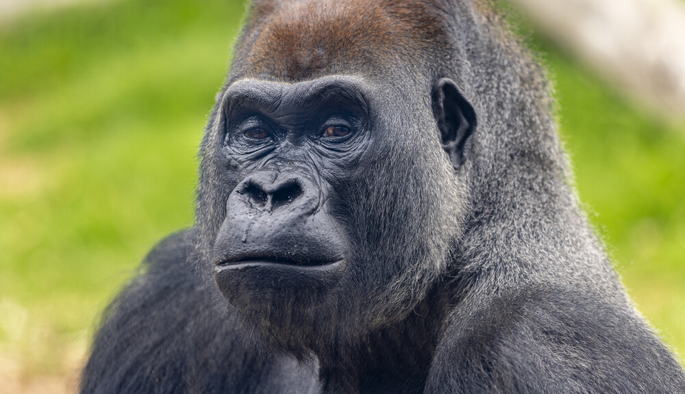 48945 Gorilla Face Werribee Open Range Zoo Western Lowland Gorilla Close Up Looking Toward Camera Gorilla Looks 103 1