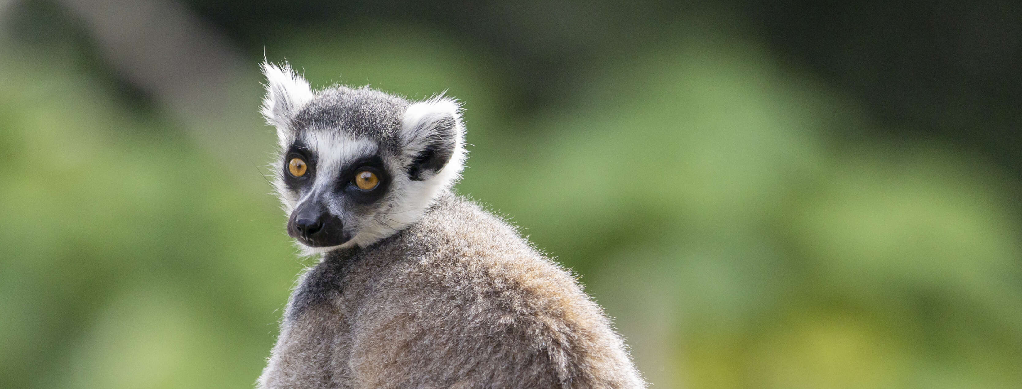 A Ring-Tailed Lemur looking over the shoulder, sitting and enjoying the sunshine.