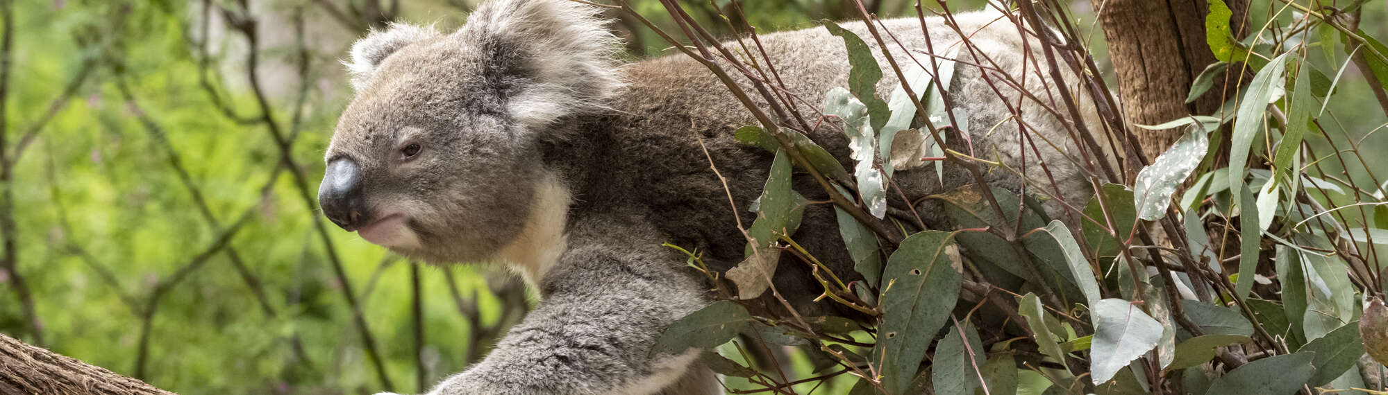 A Koala walking left on a tree.