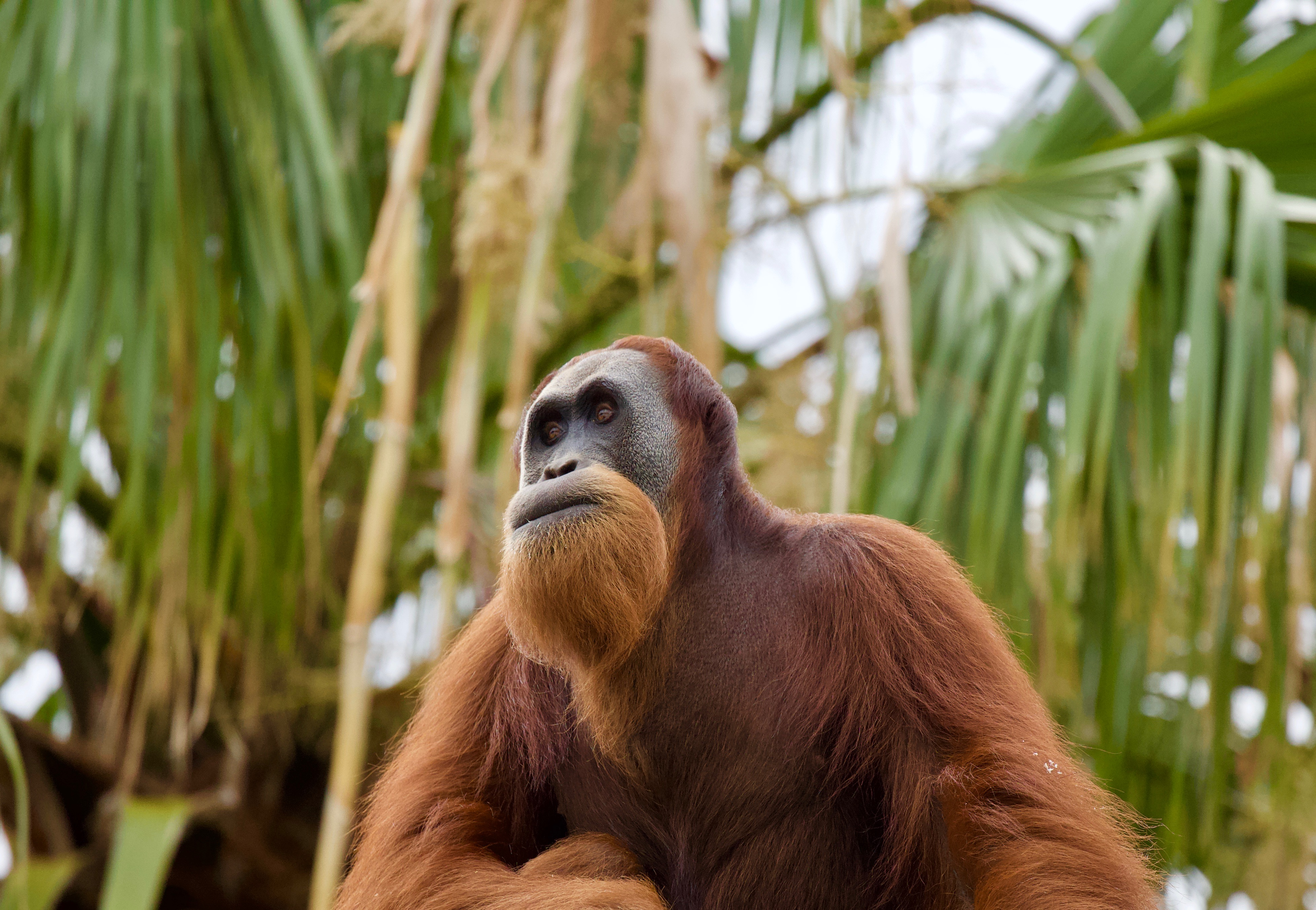 An adult Orangutan, with long deep orange hair, gazes into the distance, with green palm trees in the background.