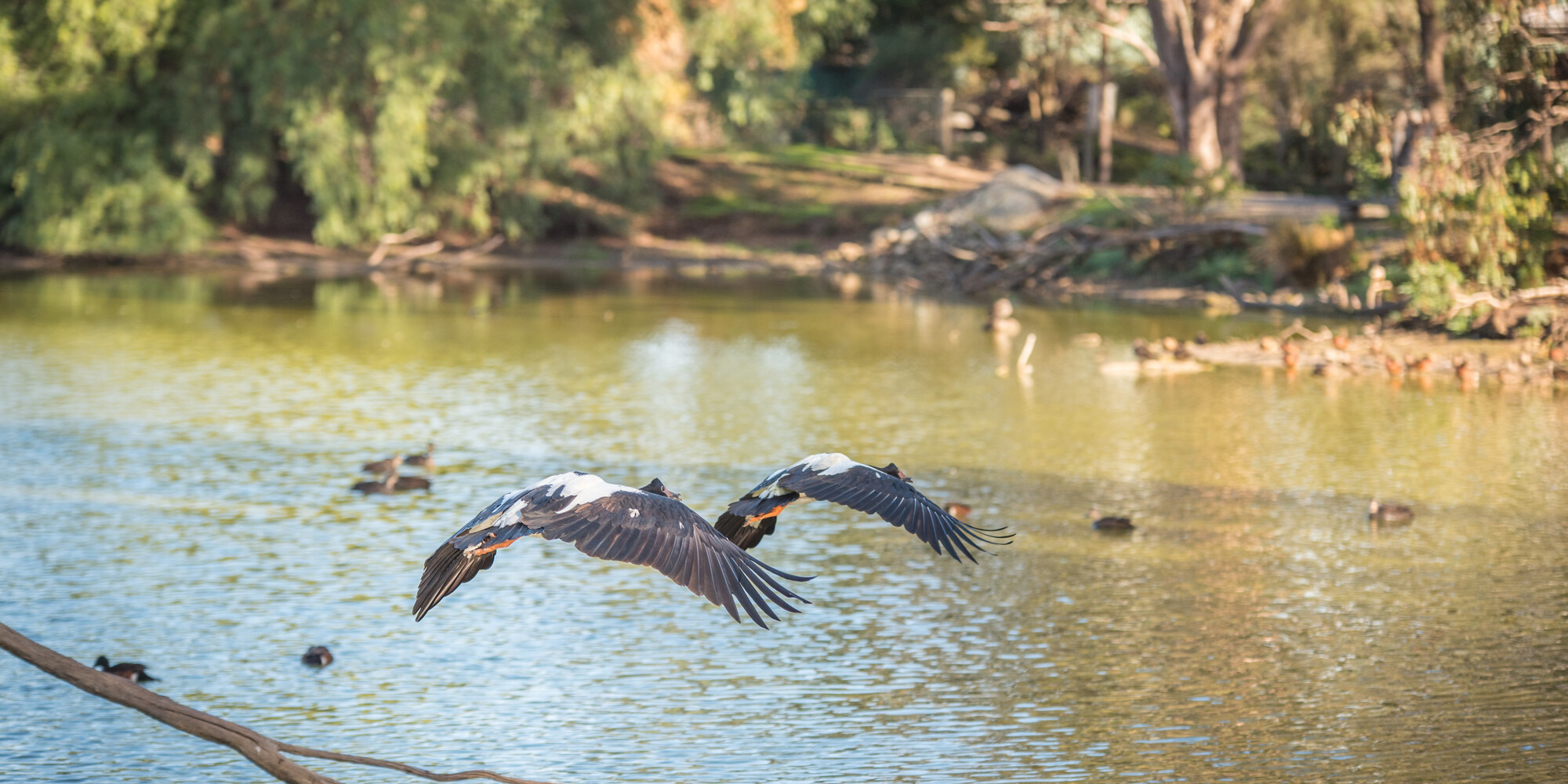 Kyabram Fauna Park photographed by Chris Hawking