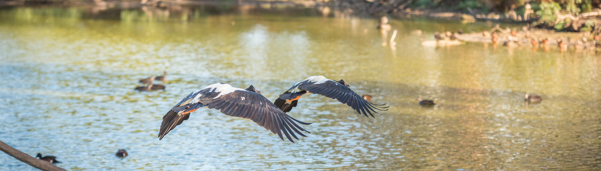 Kyabram Fauna Park photographed by Chris Hawking