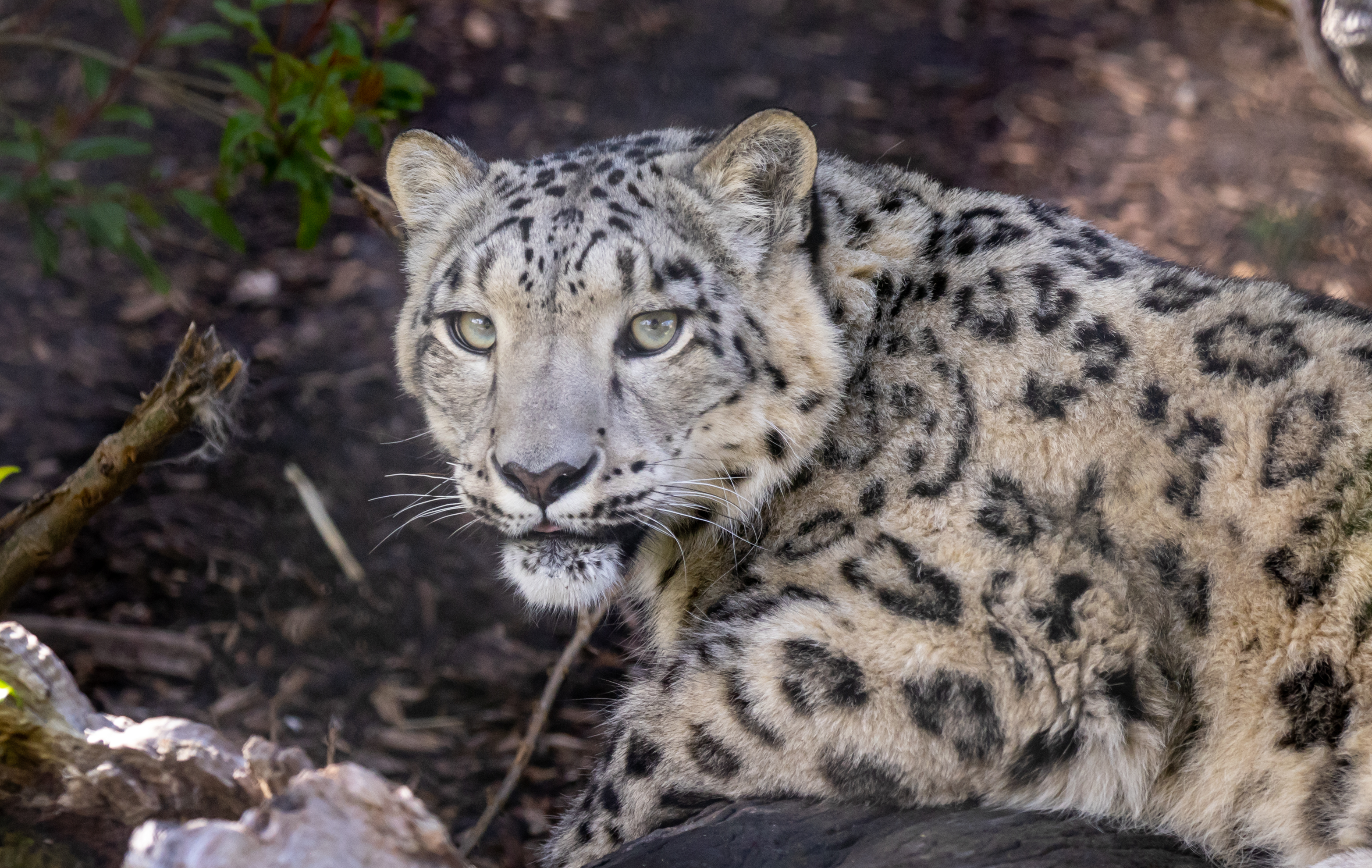 Portrait of a Snow Leopard with pale green eyes, black markings, and light grey fur.