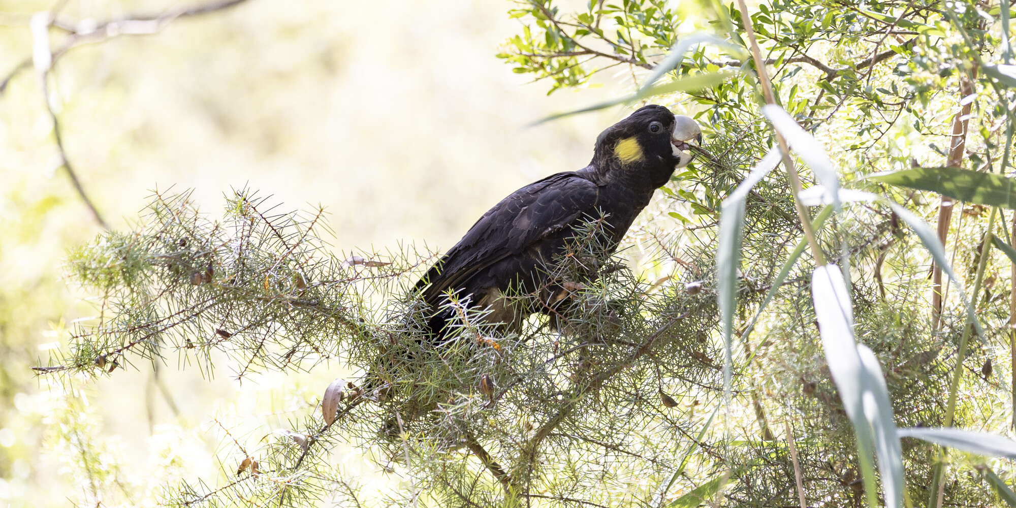 A Yellow-tailed Black-Cockatoo sitting on a branch and eating from the twigs.