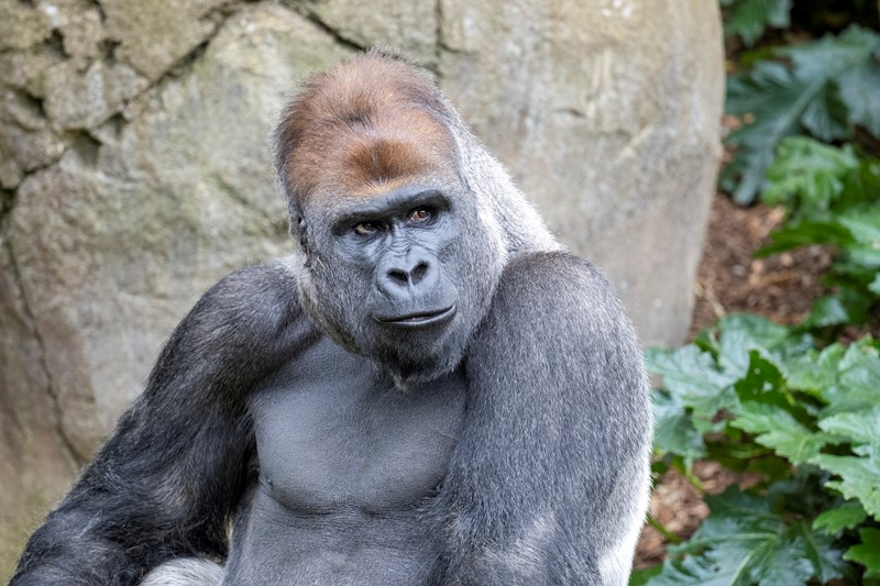 Western Lowland Gorilla looking to the right of camera.