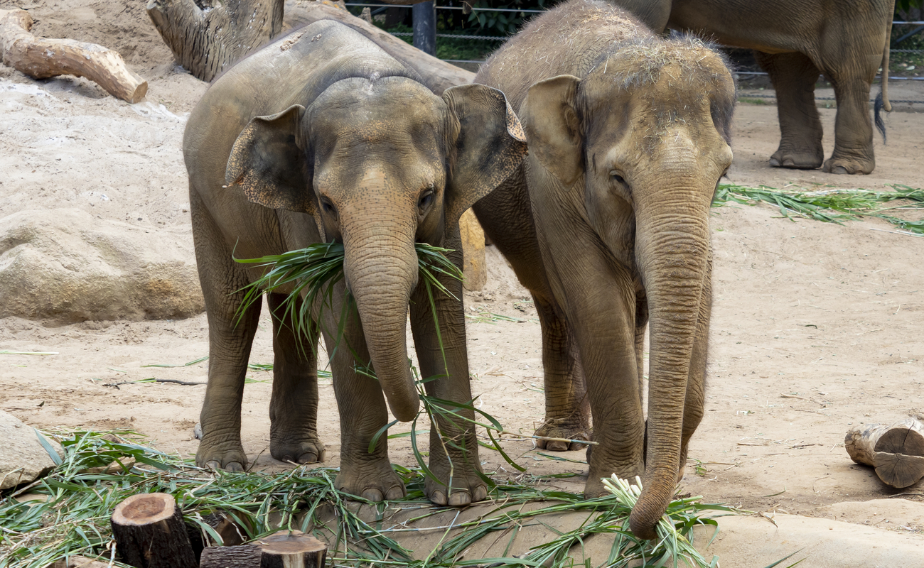 Two elephants