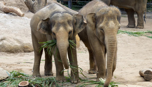 Two elephants