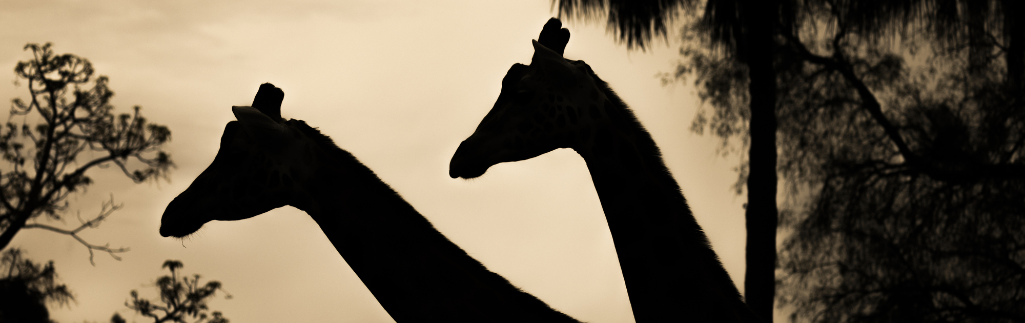 Two Giraffe are walking while the sun is setting. You can only see the silhouette of their necks and head. There are trees in the distance. 