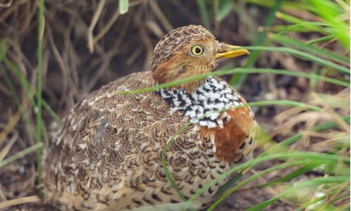 Side profile of a Plains-wanderer bird sitting in the grass