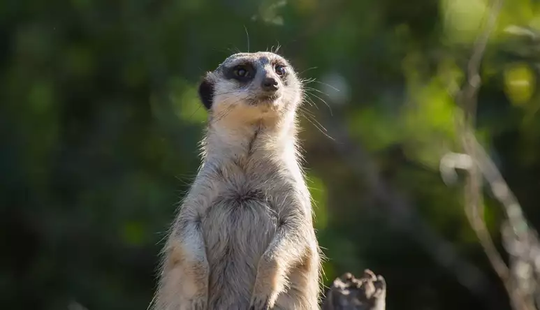 22259 Meerkat Melbourne Zoo