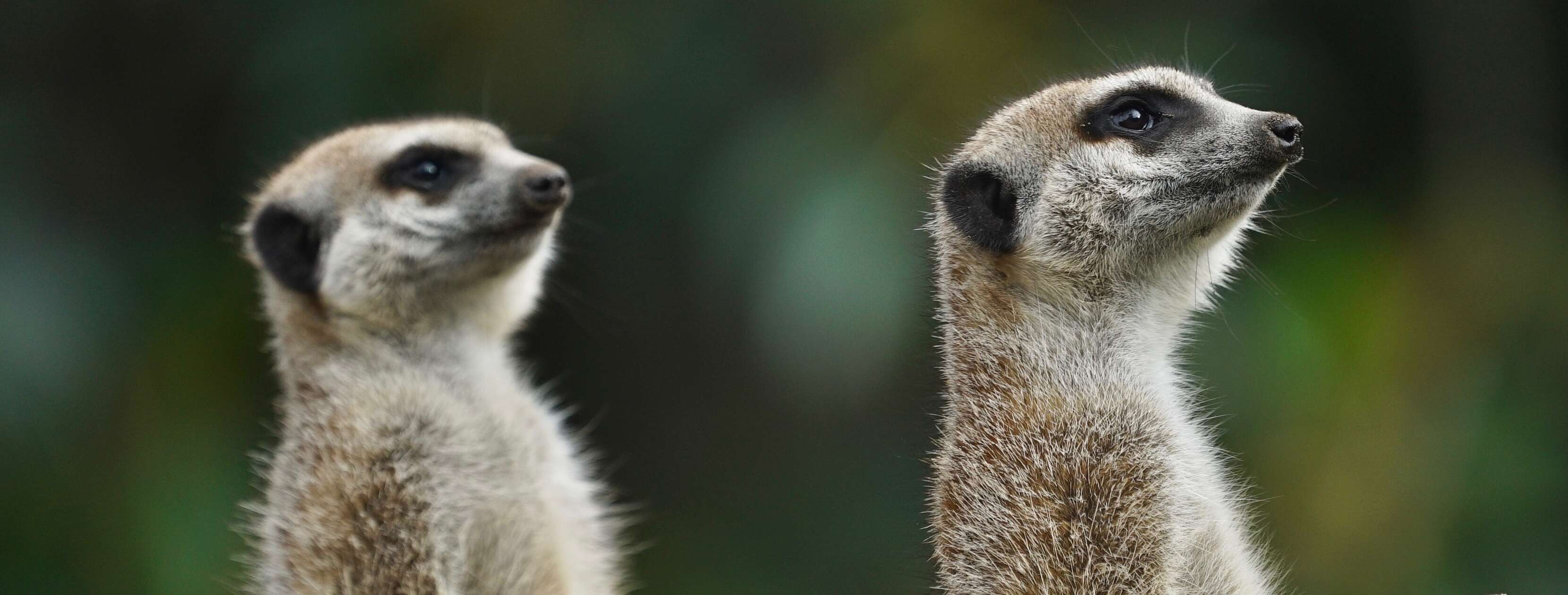 Two small brown Meerkats standing straight as they keep watch, both facing right.