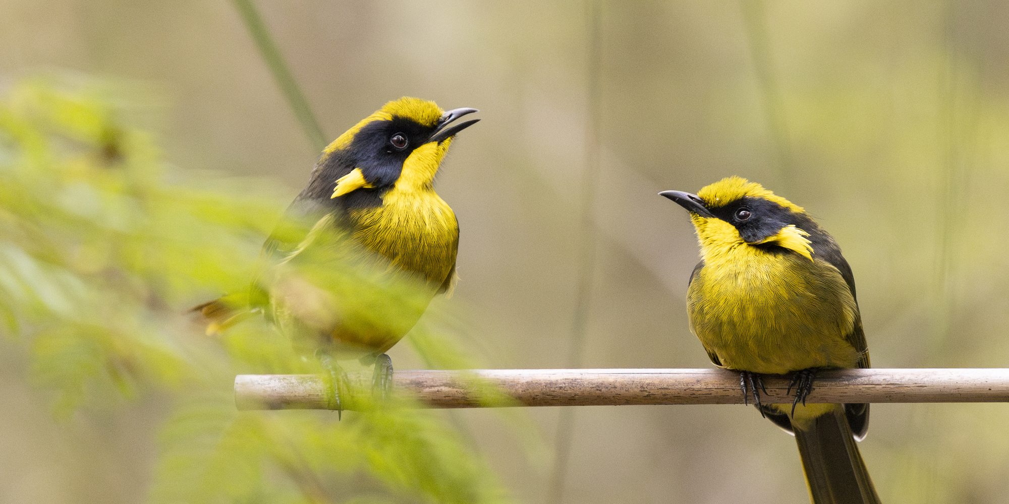 Two Helmeted Honey-eaters perched on a thin branch next to each other, with the bird on the left sitting up slightly higher with it's peak open, both birds are facing each other.
