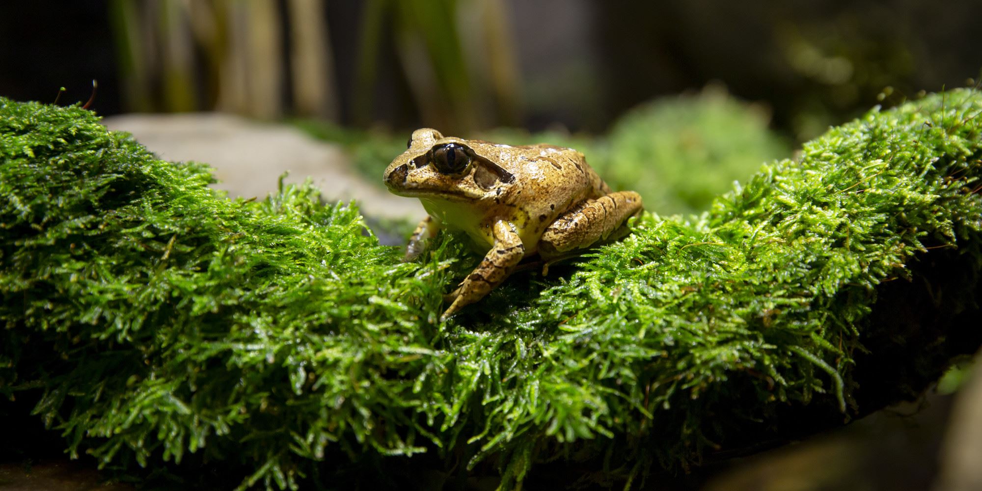 Southern Barred Frog sitting on green moss; frog is a golden brown colour with a black stripe through its eye.