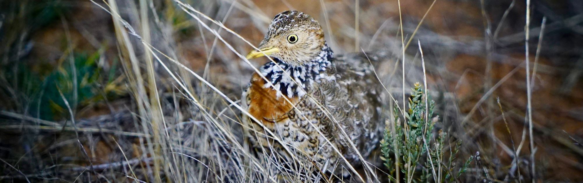 Plains Wanderer bird standing in dry grass. Side view of bird, with its body camouflaged in the grass, looking towards the camera.