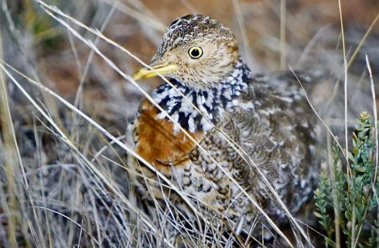 Plains Wanderer bird standing in dry grass. Side view of bird, with its body camouflaged in the grass, looking towards the camera.