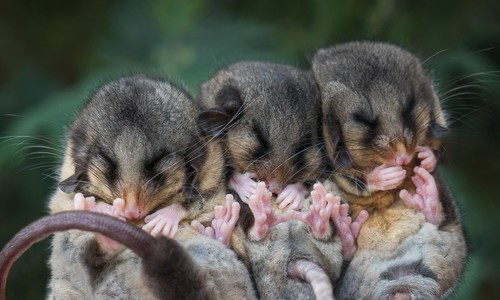 Three Mountain Pygmy-Possum pups, huddled in a row.