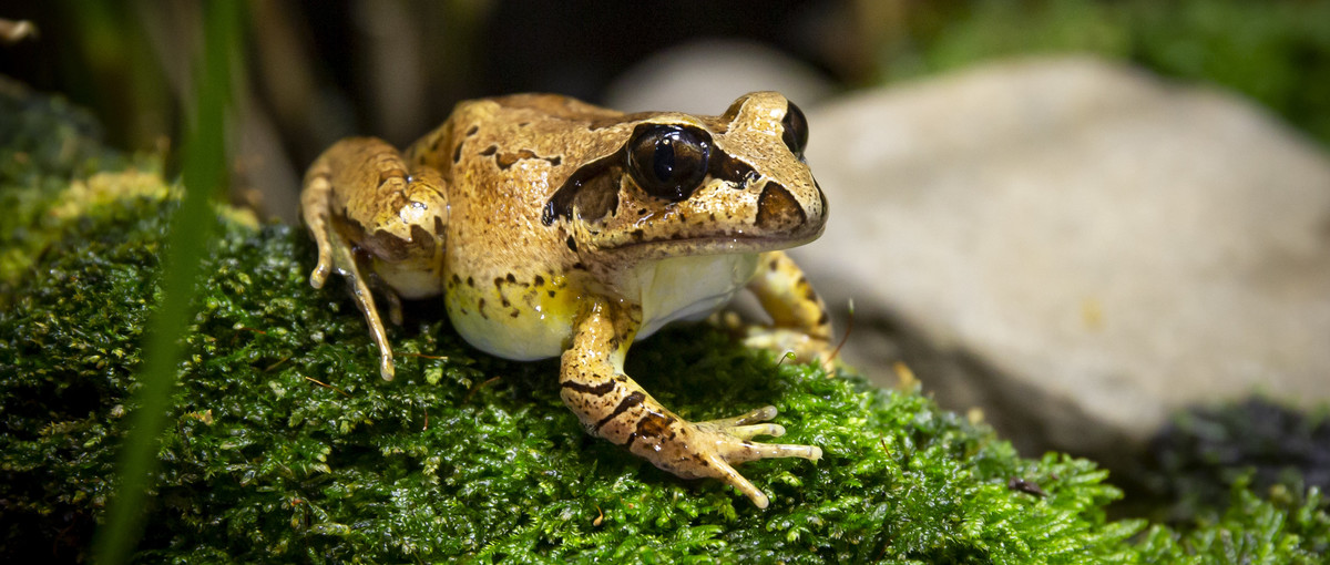 Close-up of a Stuttering Frog on moss, facing right.