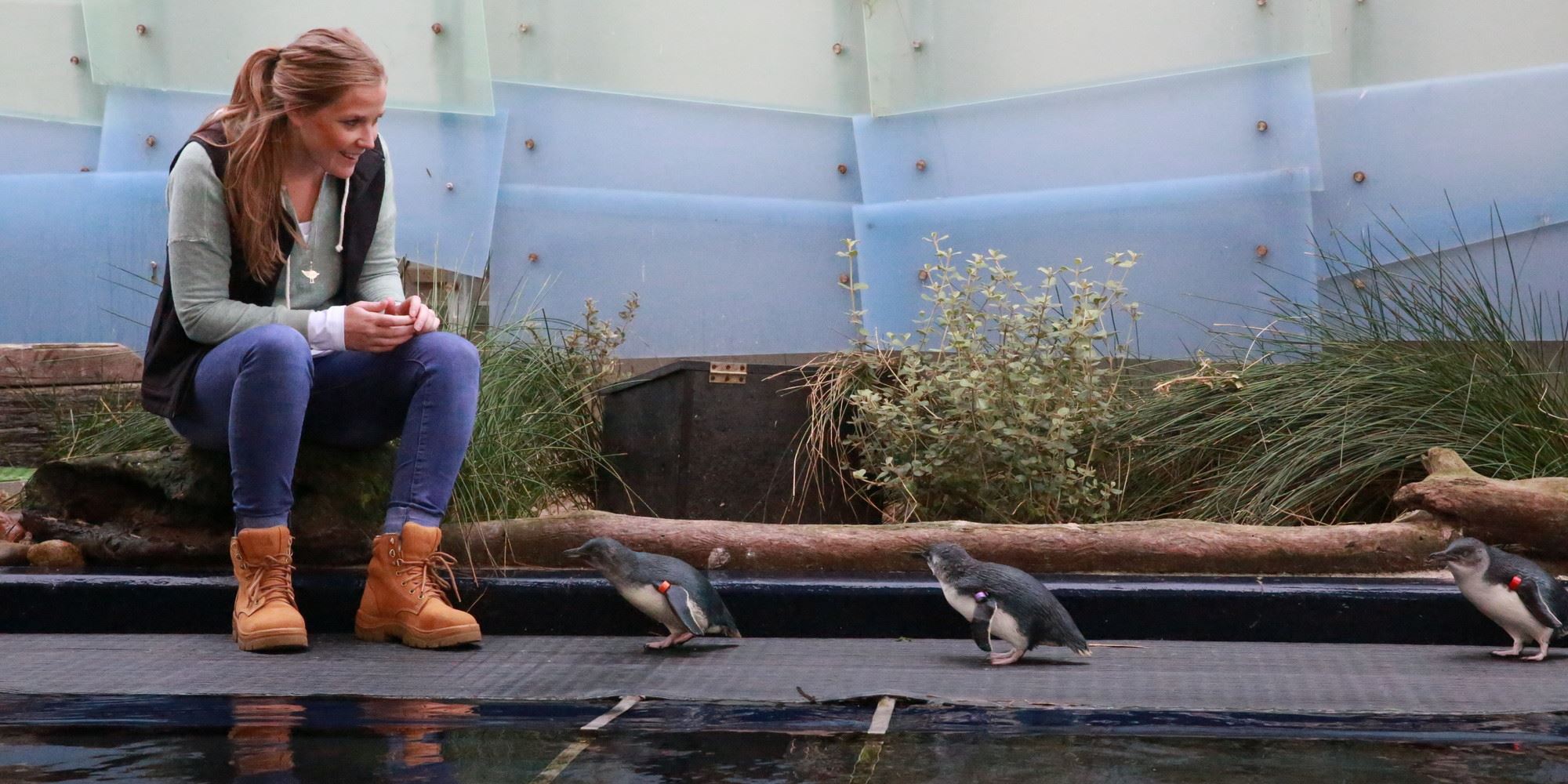 Woman sitting on bench watching three Little Penguins walking nearby.