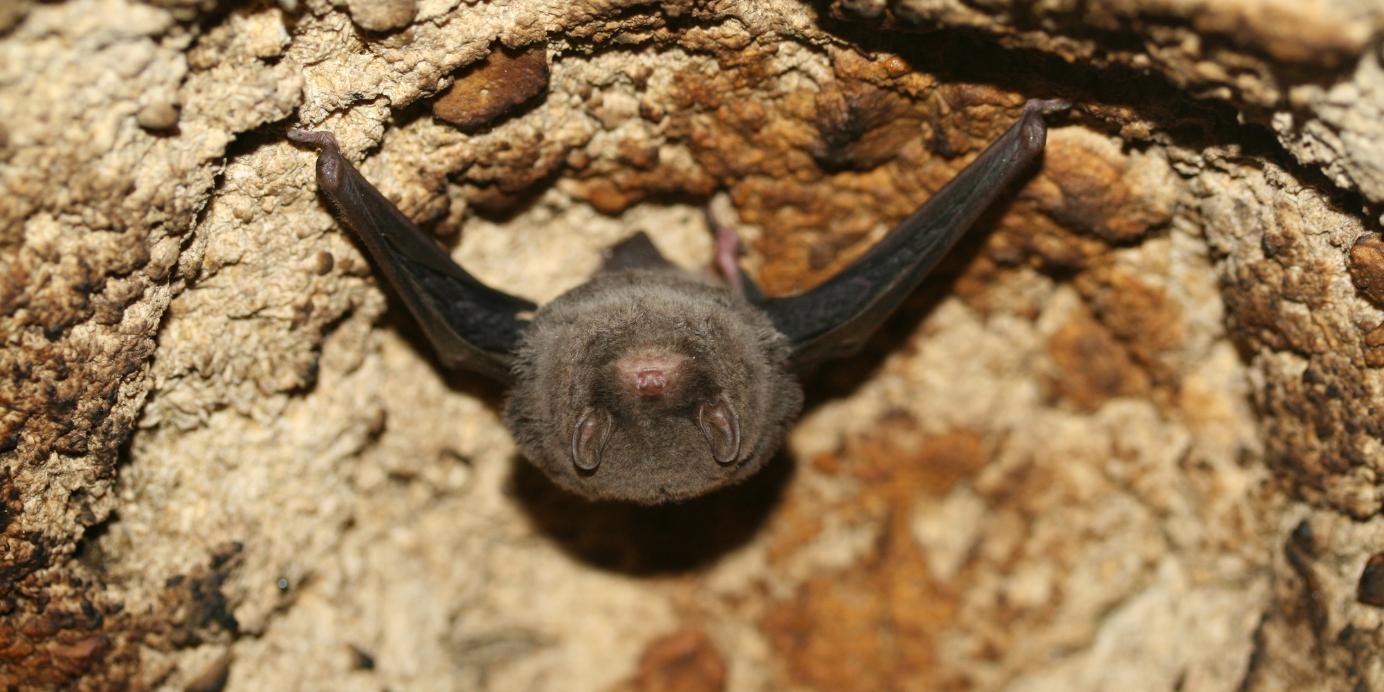 Southern Bent-wing Bat research: Bats roosting and flying inside cave; Photographic credit required, Steve Bourne.