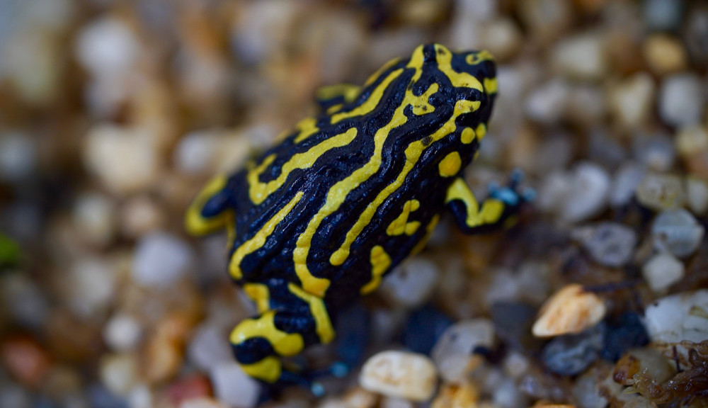 14621 Northern Corroboree Frog Healesville Sanctuary