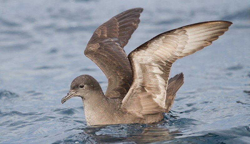 A Short-tailed Shearwater floats in the water with its wings outstretched above it