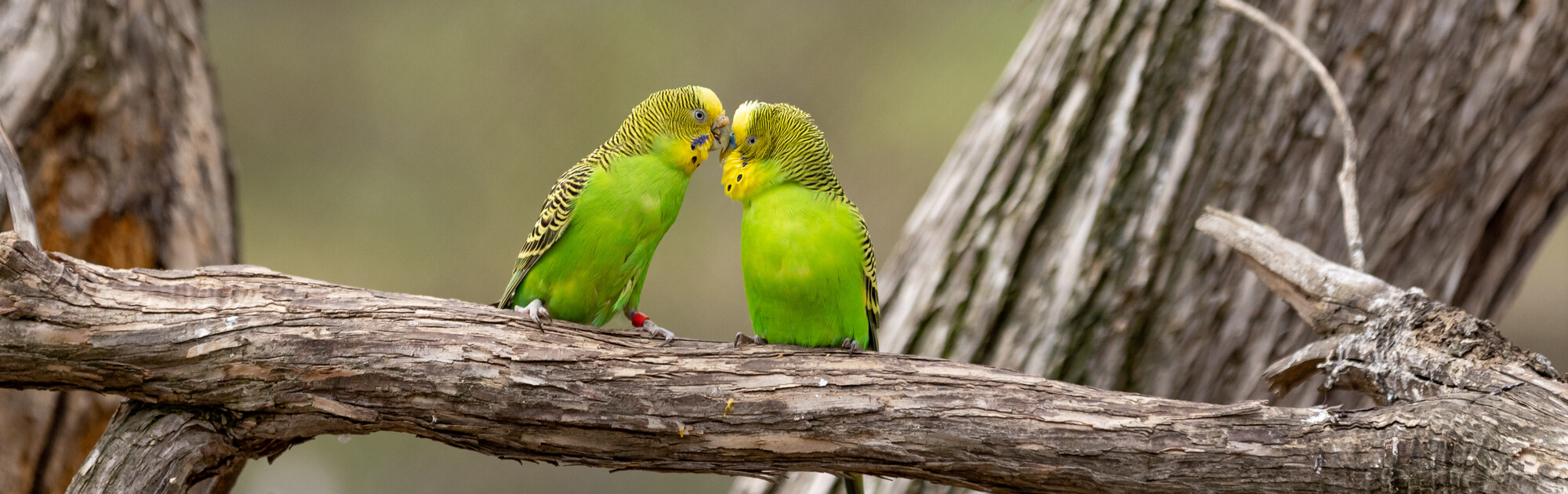 Two green Budgerigars facing each other while preening on a branch.