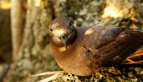A brown bird sits on a rocky surface and stares directly at the camera.
