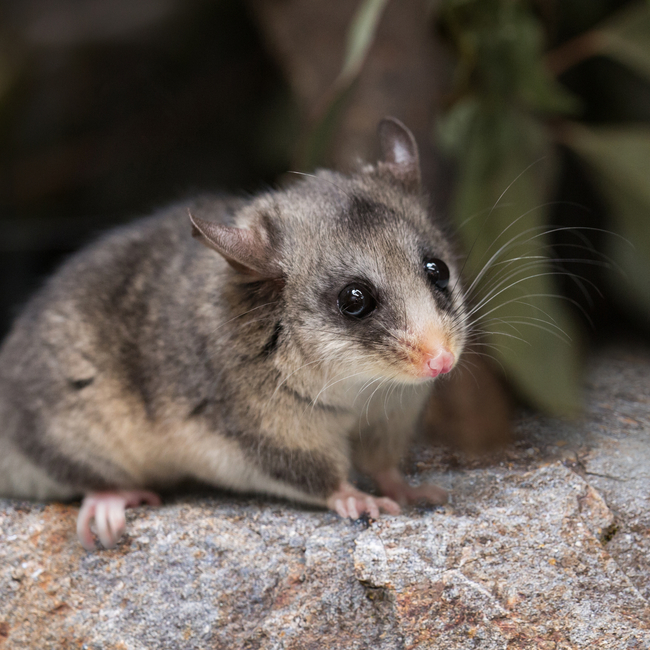 A Mountain Pygmy-Possum on a mossy rock surface, facing right.