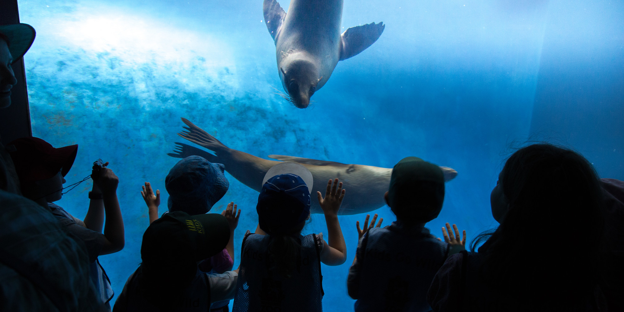 A behind view of six children watch two Seals play is the blue of the Wild Sea habitat at Melbourne Zoo.