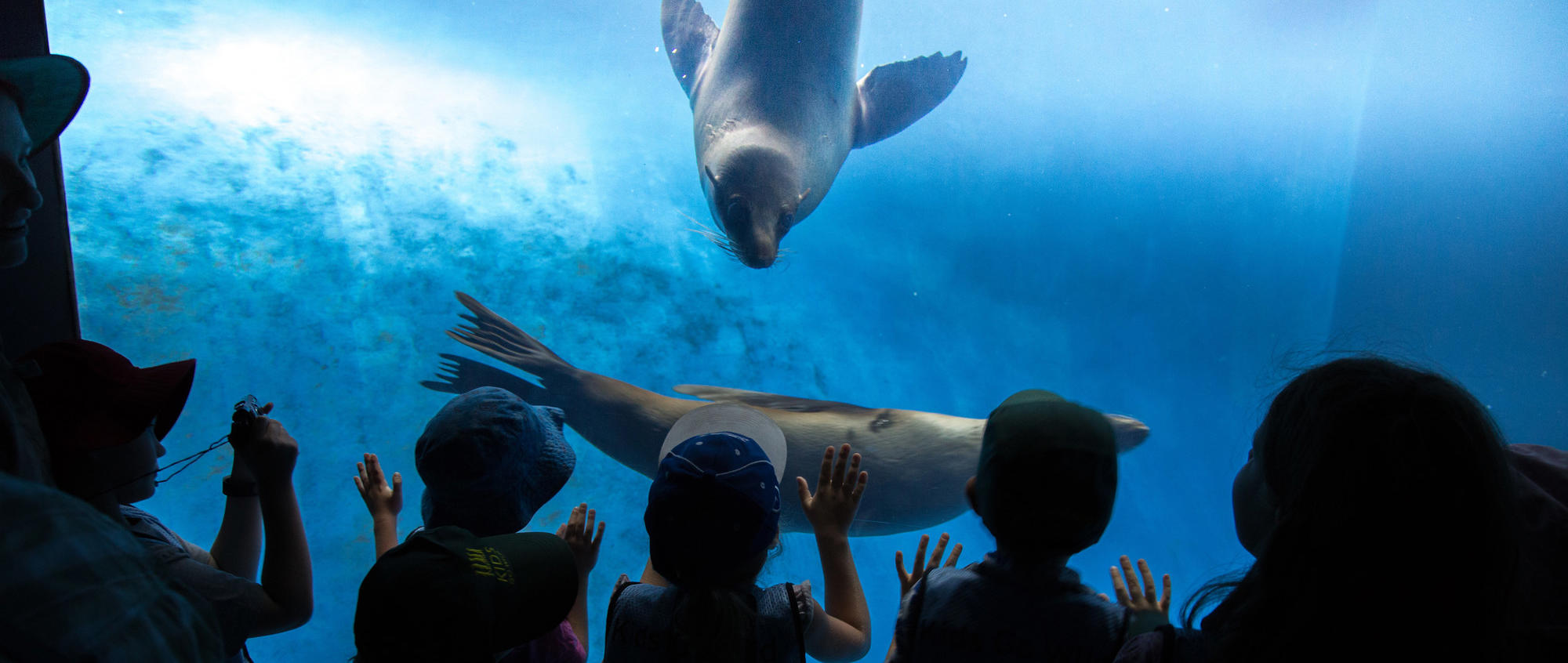 A behind view of six children watch two Seals play is the blue of the Wild Sea habitat at Melbourne Zoo.