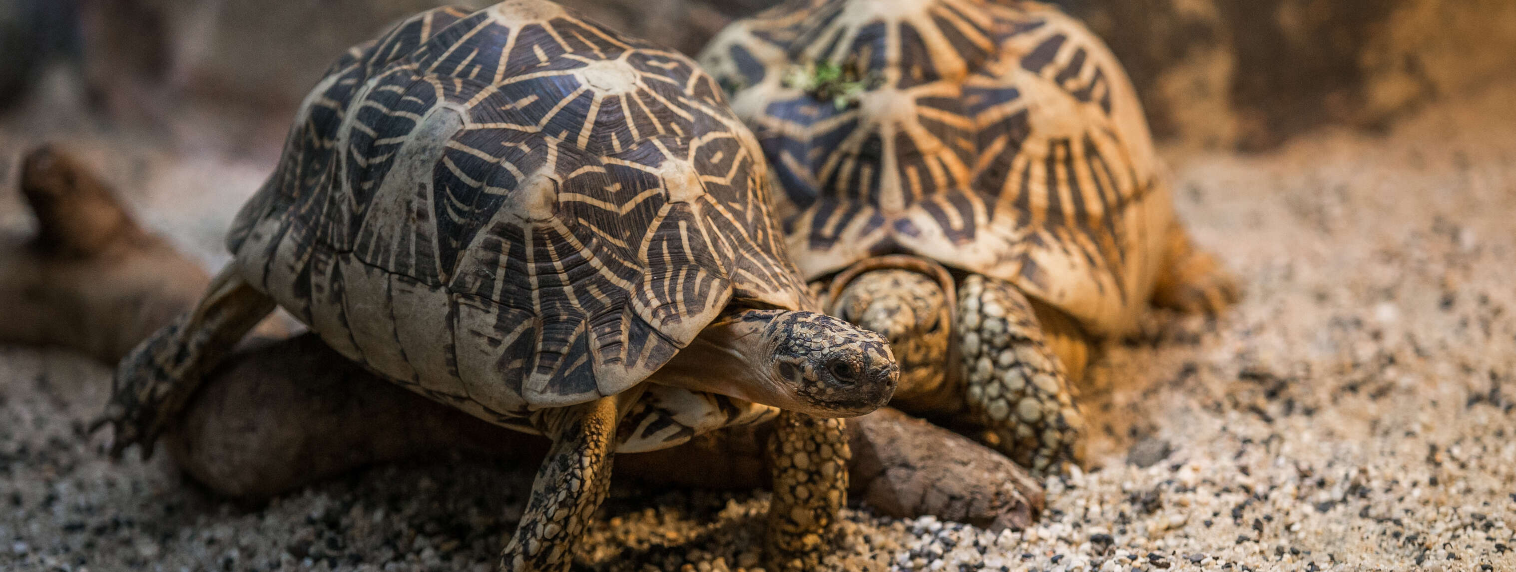 Two patterned Star Tortoises at Melbourne Zoo Reptile House.