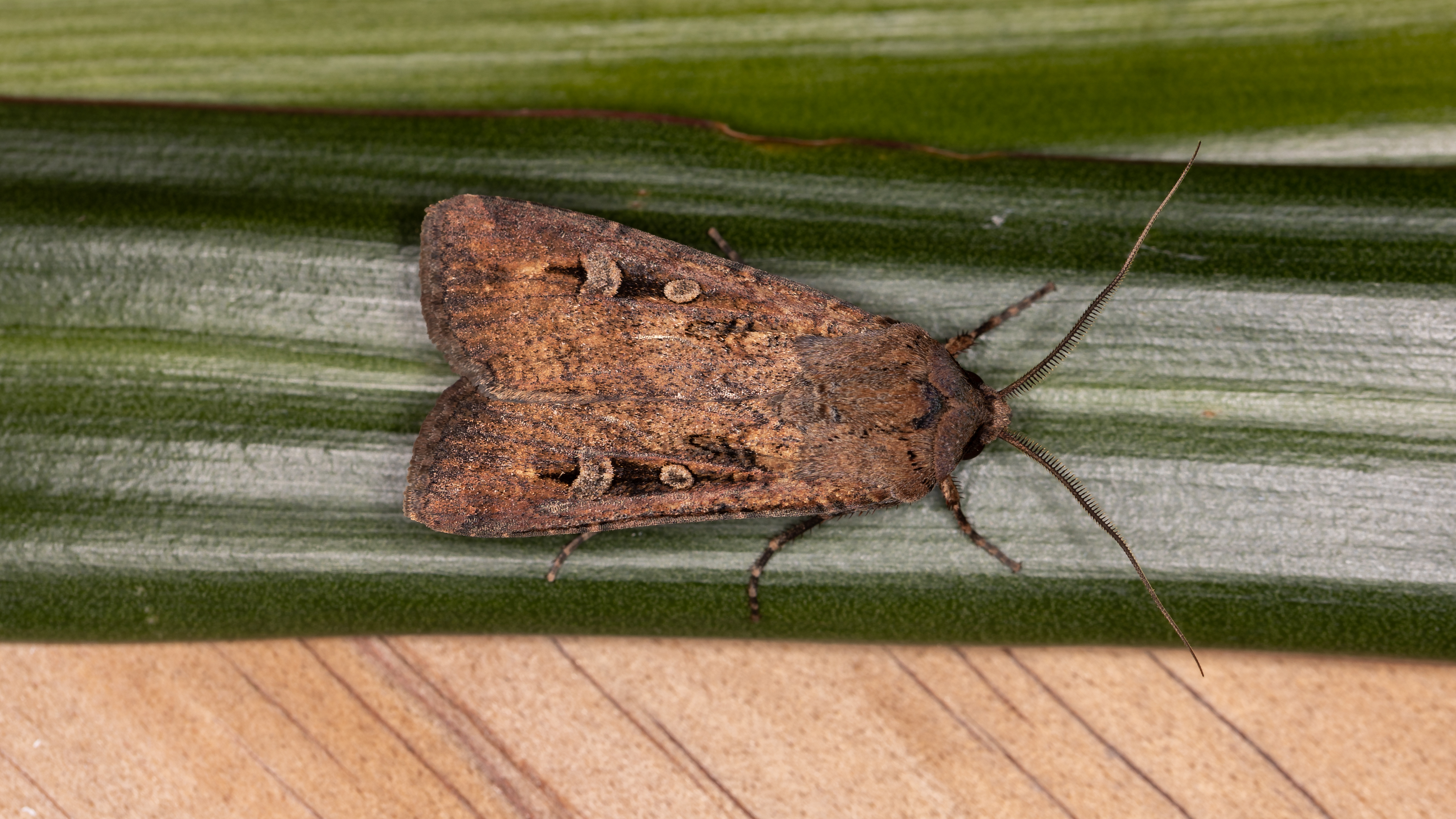 A Bogong Moth, seen from above and facing left, on top of a blade of grass.