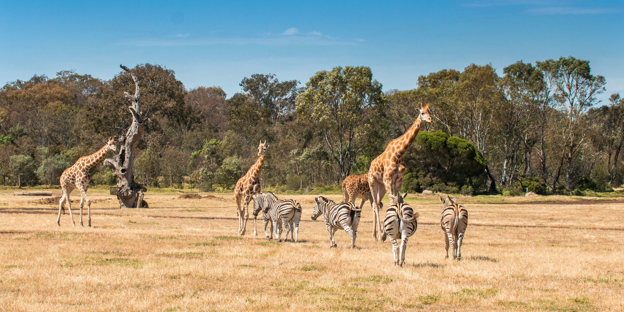 A group of five zebras and four giraffes on the open Savannah at Werribee Open Range Zoo.