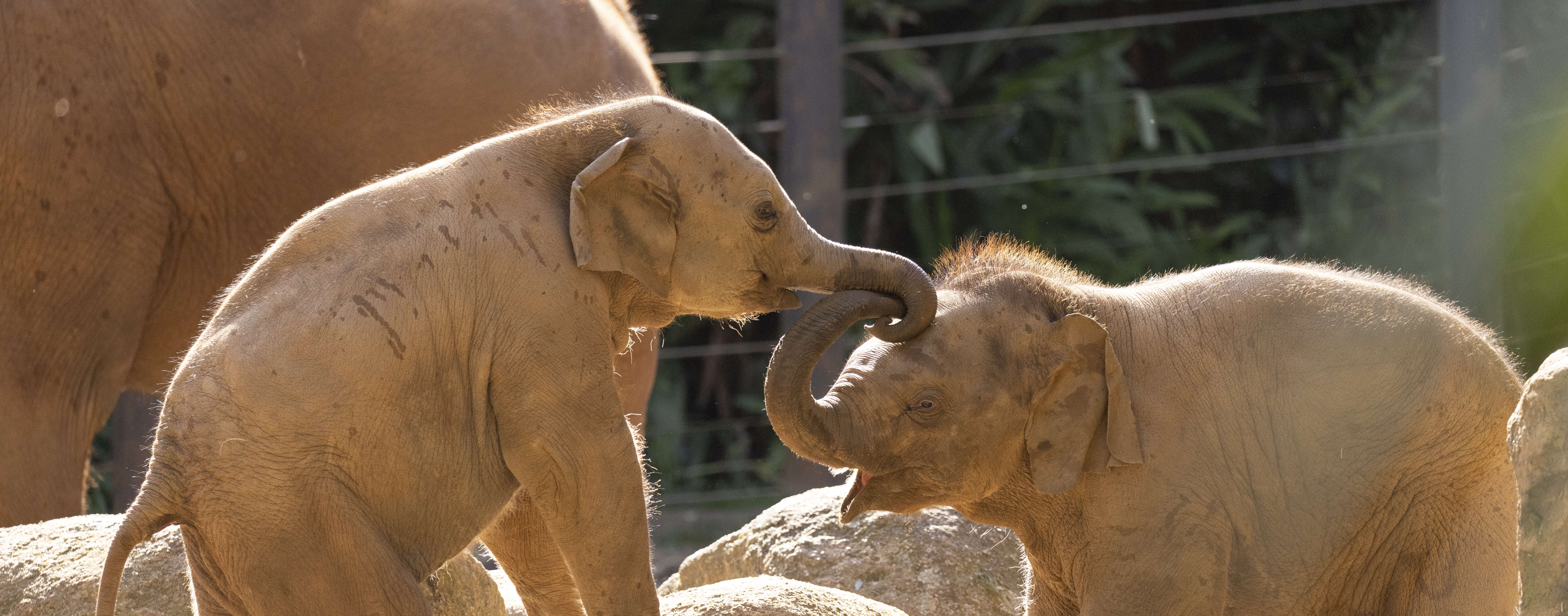 Two Asian Elephant calves linking trunks as they play in the sunshine