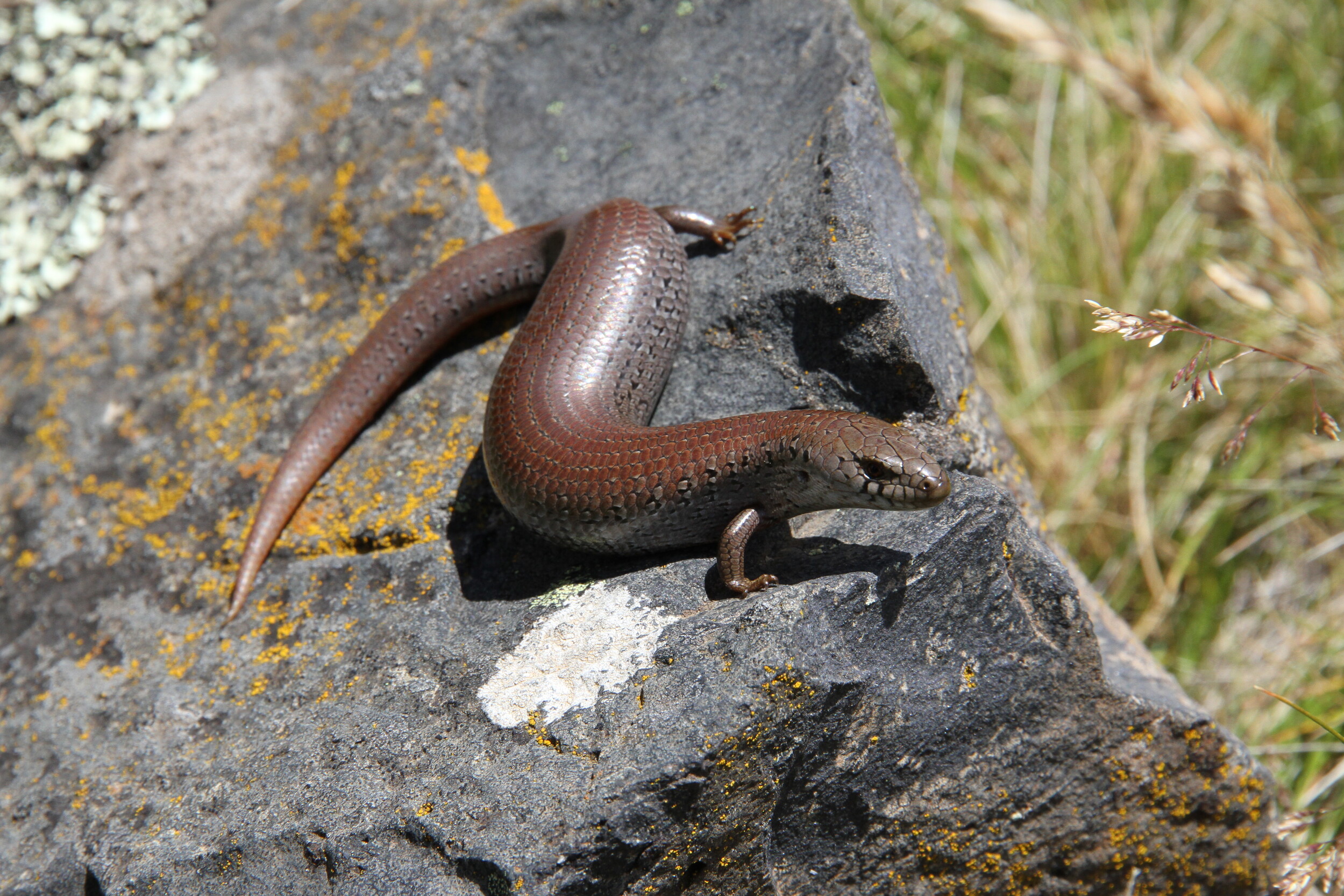 An Alpine She-Oak Skink basking on a rock in the sunshine.